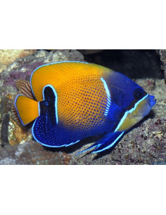 Pomacanthus navarchus (Adult) 2