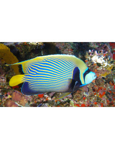 Pomacanthus imperator... 2