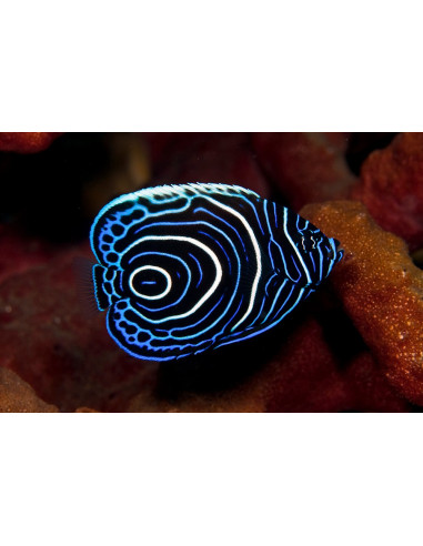 Pomacanthus imperator (Juvenile)