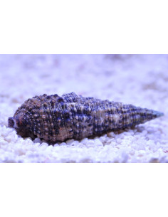Cerithium caeruleum