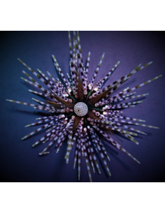 Echinothrix calamaris