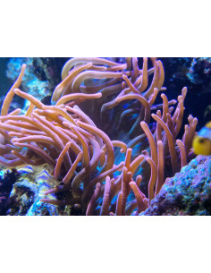 Entacmaea quadricolor 2