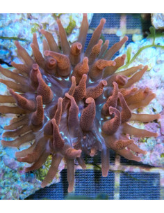 Entacmaea quadricolor