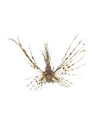 Pterois volitans