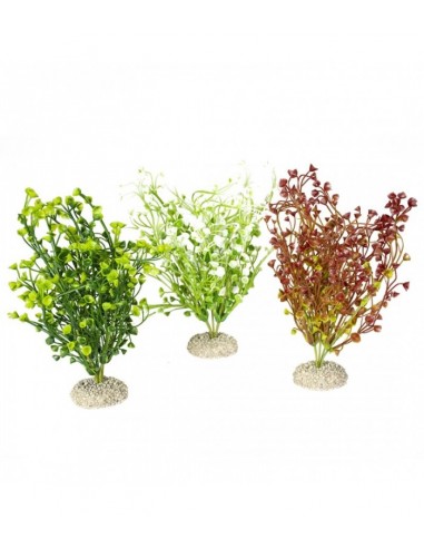 Aqua Della Bacopa 25cm