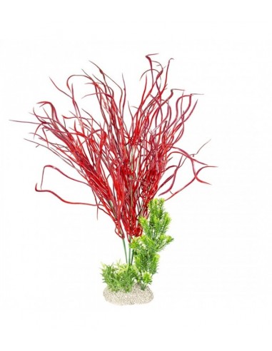Aqua Della Lily Grass 50cm
