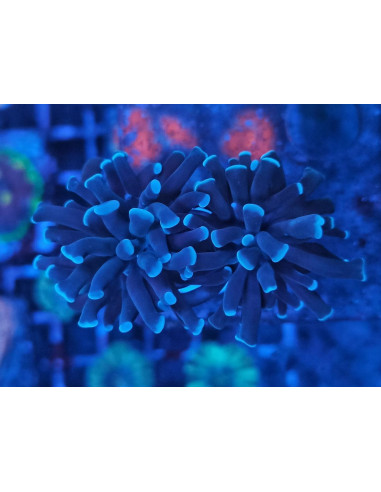 Euphyllia Paraancora blue  (3 heads)