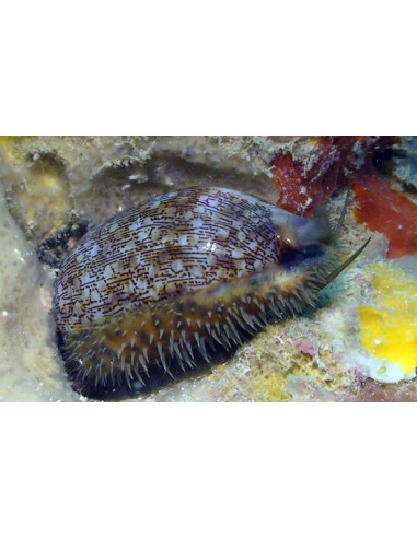 Cypraea eglantina XXL