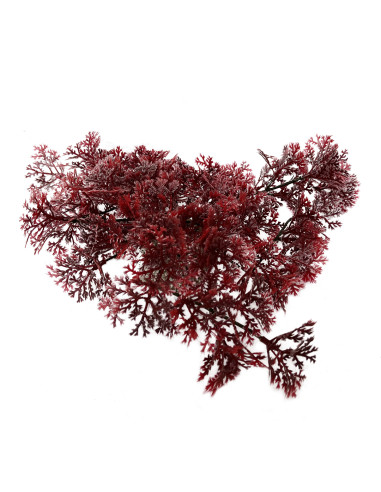 Aqua Della Hanging moss RED 5cm