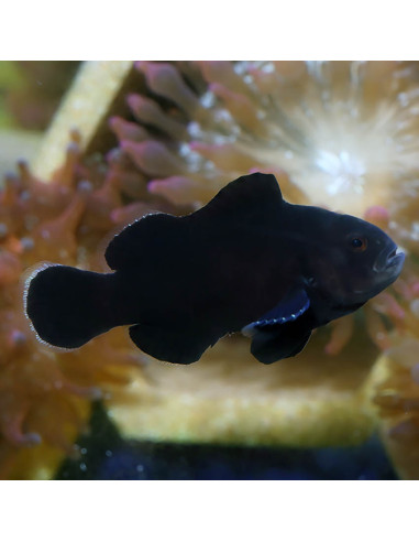 Amphiprion ocellaris Midnight