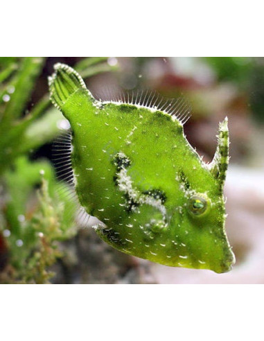 Acreichthys tomentosus