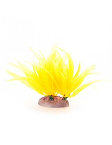 Long-leaved Yellow, 12-15cm