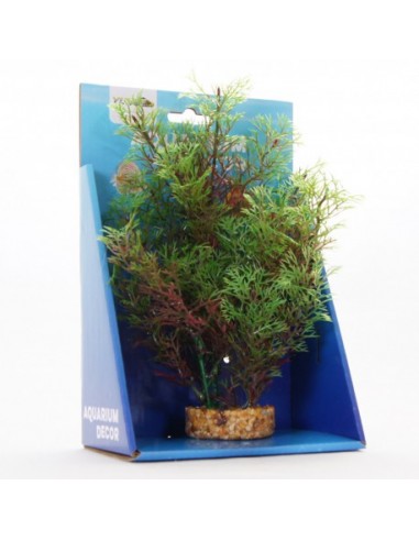 Red Kabomba 20cm