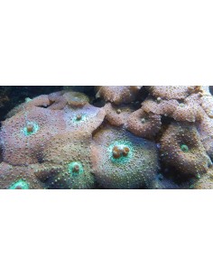 Discosoma marmoratus (1шт) 2