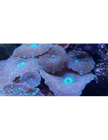 Discosoma marmoratus (1шт)