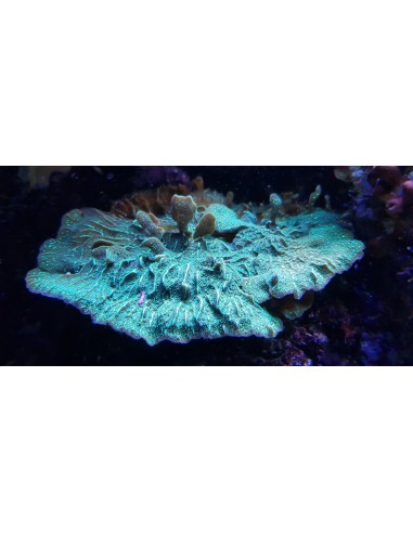 Pavona decussatus (frag)