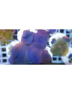 Discosoma coeruleus blue (1шт) 2