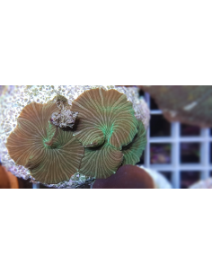 Discosoma striatus (1gb)