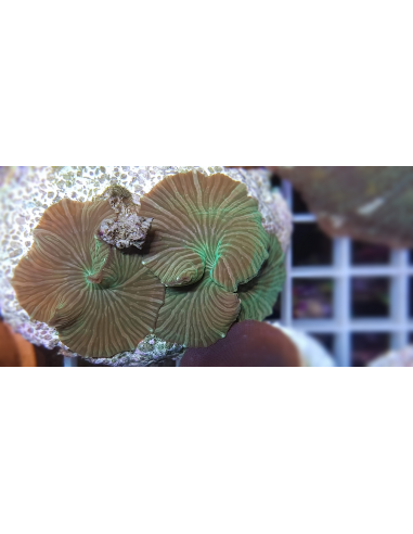 Discosoma striatus (per ear)