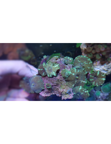Discosoma coeruleostriatus (1 gb)