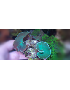 Red Spotted Green Discosoma...