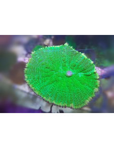 Rhodactis inchoata electric... 2