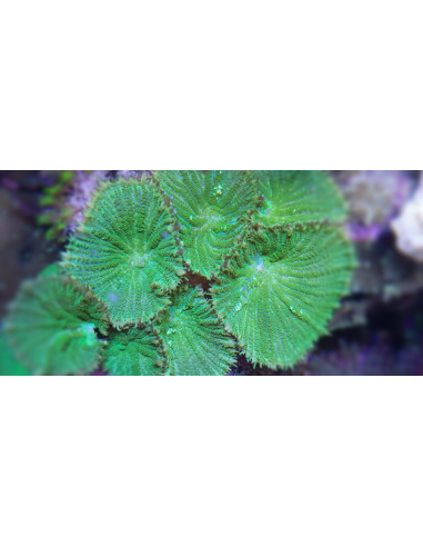 Rhodactis inchoata electric green (1шт)