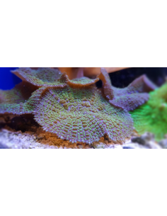 Rhodactis inchoata green (1шт) 2