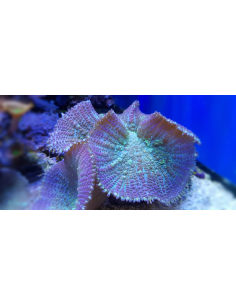 Rhodactis inchoata purple... 2