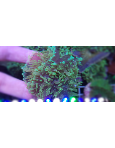 Rhodactis indosinensis green (1шт)