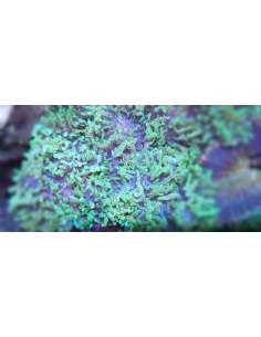 Rhodactis indosinensis... 2