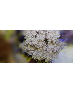 Xenia pulsing 2
