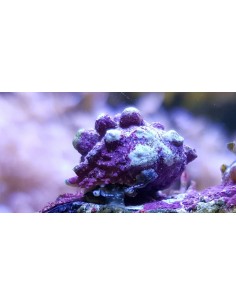 Astralium calcar