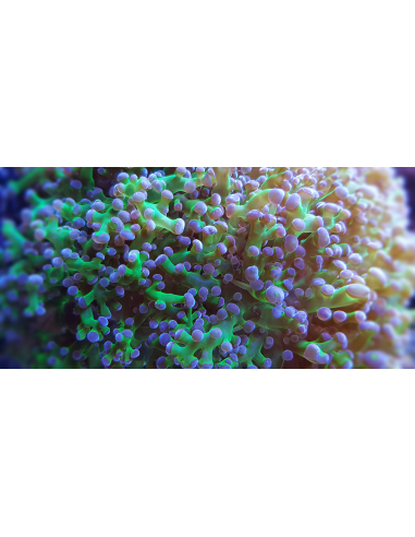 Euphyllia Paradivisa purple tips (1...