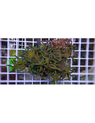 Seriatopora hystrix (frag)