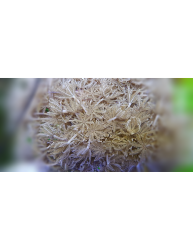 Xenia pulsing
