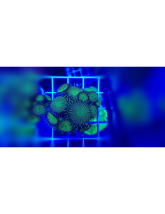 Palythoa green 2