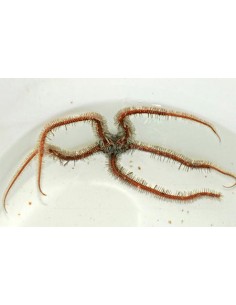 Ophiomastix annulosa