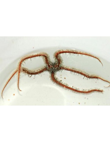Ophiomastix annulosa