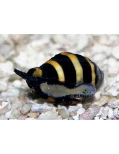 Engina mendicaria