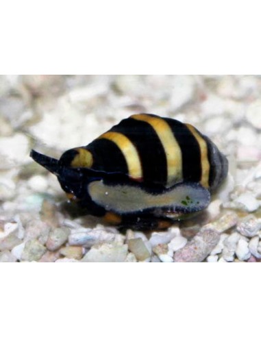 Engina mendicaria