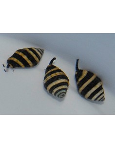 Engina mendicaria 2