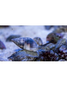 Nassarius vibex