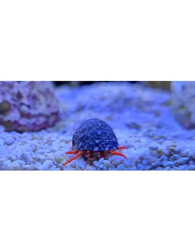 Clibanarius rutilus