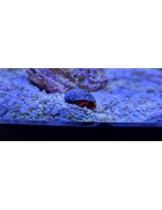 Clibanarius rutilus 2