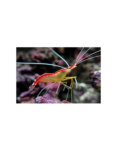 Lysmata amboinensis