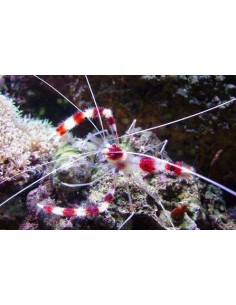 Stenopus hispidus