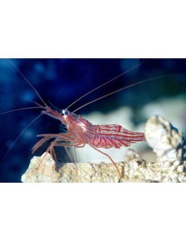 Lysmata wurdemanni