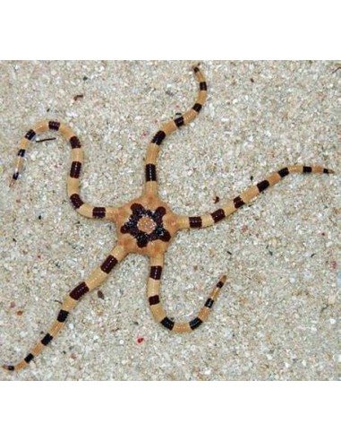 Ophiolepis superba