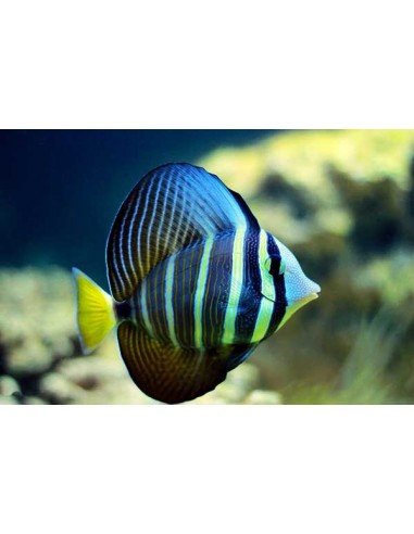 Zebrasoma veliferum